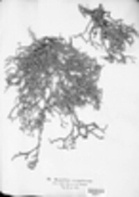 Ramalina siliquosa image